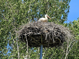 Parduodamas namas Klaipėdos r. sav., Lankupių k., Mikelio šapalo g., 86.85 m2 ploto, 1 aukštai 9