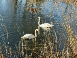 Parduodamas namas Kaišiadorių r. sav., Mūro Strėvininkų k., cerkvės g., 51.34 m2 ploto, 1 aukštai 6