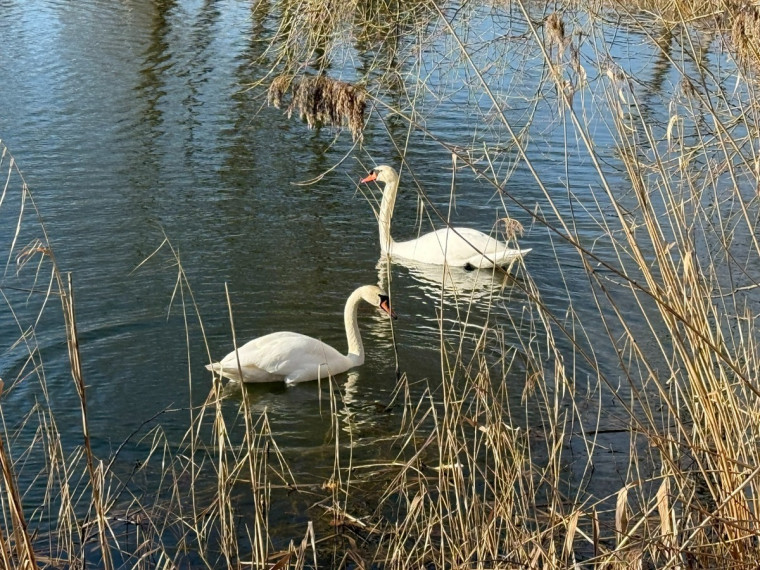 Parduodamas namas Kaišiadorių r. sav., Mūro Strėvininkų k., cerkvės g., 51.34 m2 ploto, 1 aukštai 6