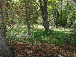 Parduodamas kitos paskirties sklypas Rutkos k., Alytaus r. sav., 25.87 a ploto 5