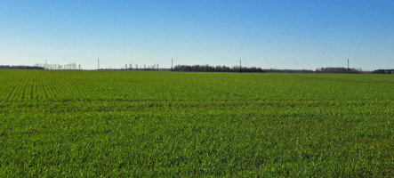 Parduodamas sklypas Ėriškių k., Panevėžio r. sav., 1000.00 a ploto 5
