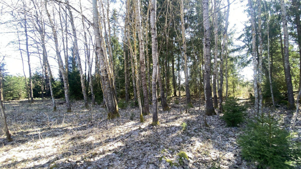 Parduodamas sklypas Napriūnų k., Molėtų r. sav., 4000.00 a ploto 5