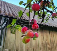 Parduodamas namas Dituvos k., Klaipėdos r. sav., 40 m2 ploto, 2 aukštai 1
