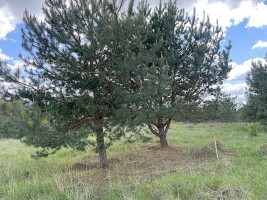Parduodamas  sklypas Elektrėnų sav., Vilūniškių k., Senojo Kelio g., 106 a ploto 16