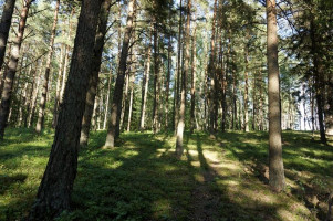 Parduodamas sklypas Skardžių k., Molėtų r. sav., 600 a ploto 7