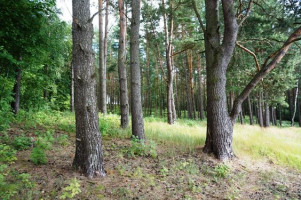 Parduodamas sklypas Skardžių k., Molėtų r. sav., 600 a ploto 8
