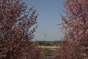 Parduodamas butas Birutės g., Žvėrynas, Vilniaus m., Vilniaus m. sav., 17.04 m2 ploto, 1 kambariai 21