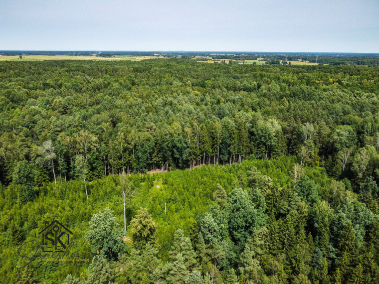 PARDUODAMAS 2.1418 HA MIŠKŲ ŪKIO ŽEMĖS SKLYPAS PAULAIČIŲ K. 2
