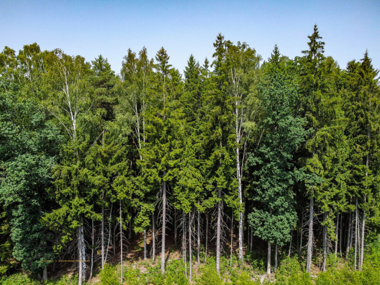 PARDUODAMAS 2.1418 HA MIŠKŲ ŪKIO ŽEMĖS SKLYPAS PAULAIČIŲ K. 3