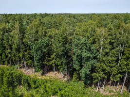 PARDUODAMAS 2.1418 HA MIŠKŲ ŪKIO ŽEMĖS SKLYPAS PAULAIČIŲ K. 4