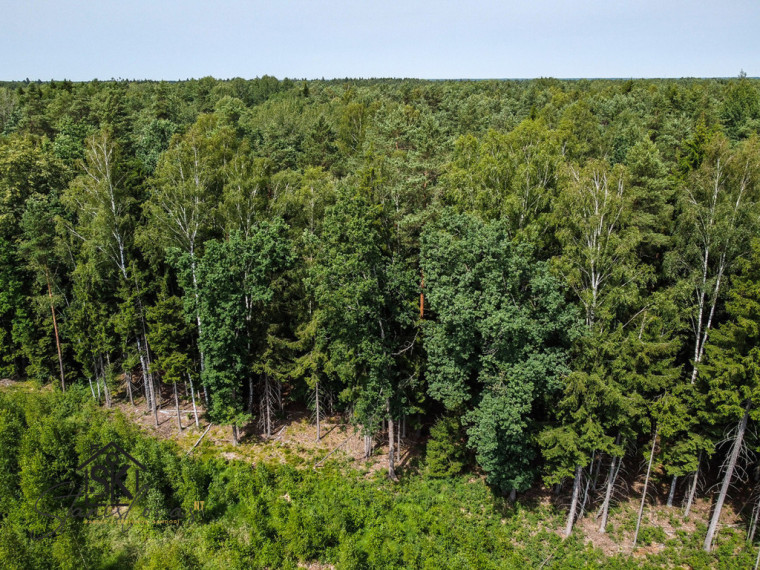 PARDUODAMAS 2.1418 HA MIŠKŲ ŪKIO ŽEMĖS SKLYPAS PAULAIČIŲ K. 4
