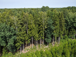 PARDUODAMAS 2.1418 HA MIŠKŲ ŪKIO ŽEMĖS SKLYPAS PAULAIČIŲ K. 5