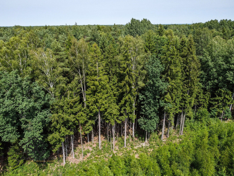 PARDUODAMAS 2.1418 HA MIŠKŲ ŪKIO ŽEMĖS SKLYPAS PAULAIČIŲ K. 5