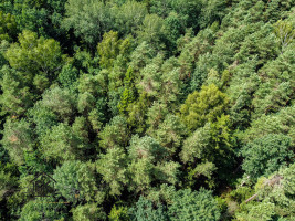 PARDUODAMAS 2.1418 HA MIŠKŲ ŪKIO ŽEMĖS SKLYPAS PAULAIČIŲ K. 6