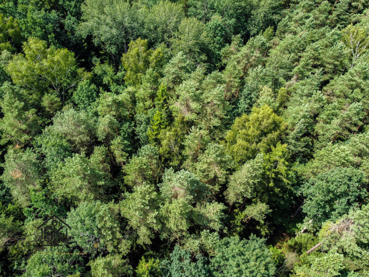 PARDUODAMAS 2.1418 HA MIŠKŲ ŪKIO ŽEMĖS SKLYPAS PAULAIČIŲ K. 6