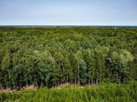 PARDUODAMAS 2.1418 HA MIŠKŲ ŪKIO ŽEMĖS SKLYPAS PAULAIČIŲ K. 7