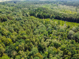 PARDUODAMAS 2.1418 HA MIŠKŲ ŪKIO ŽEMĖS SKLYPAS PAULAIČIŲ K. 8