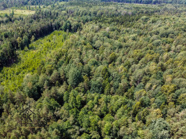 PARDUODAMAS 2.1418 HA MIŠKŲ ŪKIO ŽEMĖS SKLYPAS PAULAIČIŲ K. 9