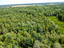 PARDUODAMAS 2.1418 HA MIŠKŲ ŪKIO ŽEMĖS SKLYPAS PAULAIČIŲ K. 10