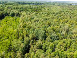 PARDUODAMAS 2.1418 HA MIŠKŲ ŪKIO ŽEMĖS SKLYPAS PAULAIČIŲ K. 12