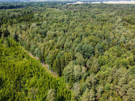 PARDUODAMAS 2.1418 HA MIŠKŲ ŪKIO ŽEMĖS SKLYPAS PAULAIČIŲ K. 13