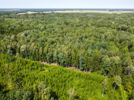 PARDUODAMAS 2.1418 HA MIŠKŲ ŪKIO ŽEMĖS SKLYPAS PAULAIČIŲ K. 14