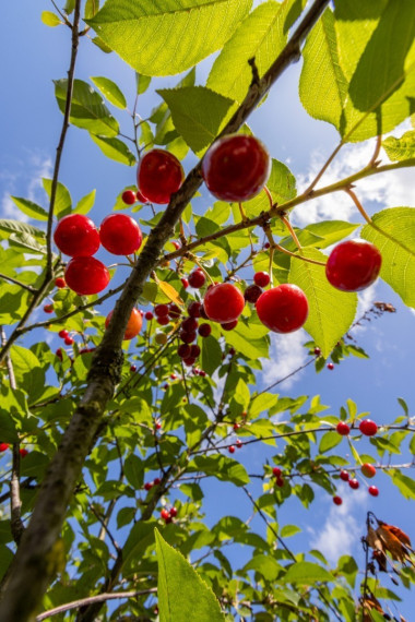 Parduodamas namas Užnerio g., Vytėnai, Kauno m., Kauno m. sav., 263.79 m2 ploto, 2 aukštai 28