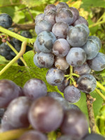 Parduodamas namas Laužų g., Derceklių k., Klaipėdos r. sav., 96.00 m² ploto 2 kambariai 22