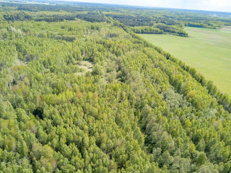 Parduodamas sklypas Kuzmiškio k., Panevėžio r. sav., 840 a ploto 3