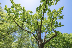 Parduodamas butas Žuvinto g., Žaliakalnis, Kauno m., Kauno m. sav., 66.55 m2 ploto, 3 kambariai 26