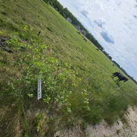 Parduodamas sklypas , Šiauliuose, 15,.31 a ploto 2