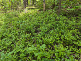 Parduodamas namas Kirneilės k., Molėtų r. sav., 28 m² ploto 1 kambarys 11