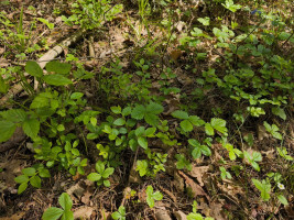 Parduodamas namas Kirneilės k., Molėtų r. sav., 28 m² ploto 1 kambarys 12