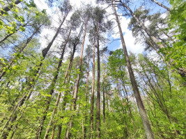 Parduodamas namas Kirneilės k., Molėtų r. sav., 28 m² ploto 1 kambarys 10