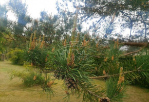 Parduodamas  sklypas Šiūparių k., Klaipėdos r. sav., 12 a ploto 3