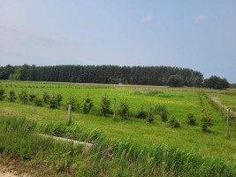 Parduodamas  sklypas Rokų k., Klaipėdos r. sav., 10 a ploto 4