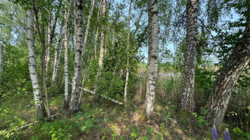 Parduodamas  sklypas Papiškių k., Varėnos r. sav., 482 a ploto 10