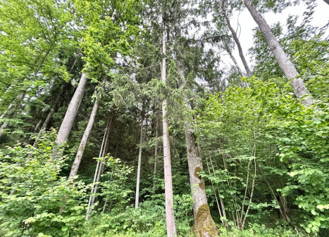 Parduodamas  sklypas Gaižuvėlės k., Kauno r. sav., 166 a ploto
