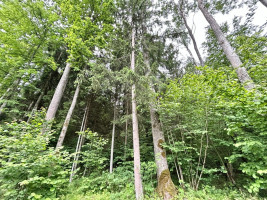 Parduodamas  sklypas Gaižuvėlės k., Kauno r. sav., 166 a ploto 1