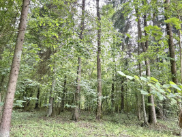 Parduodamas  sklypas Gaižuvėlės k., Kauno r. sav., 166 a ploto 5