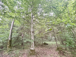 Parduodamas  sklypas Gaižuvėlės k., Kauno r. sav., 166 a ploto 6
