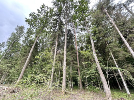 Parduodamas  sklypas Gaižuvėlės k., Kauno r. sav., 166 a ploto 8