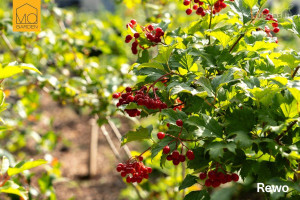 Parduodamas butas Mozūriškių g., Justiniškės, Vilniaus m., Vilniaus m. sav., 59.84 m² ploto 3 kambariai 15
