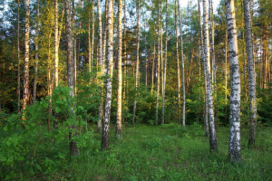 Parduodamas  sklypas Liepiškių k., Vilniaus r. sav., 1335 a ploto 2