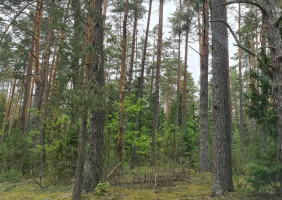 Parduodamas  sklypas Liepiškių k., Vilniaus r. sav., 1335 a ploto 4