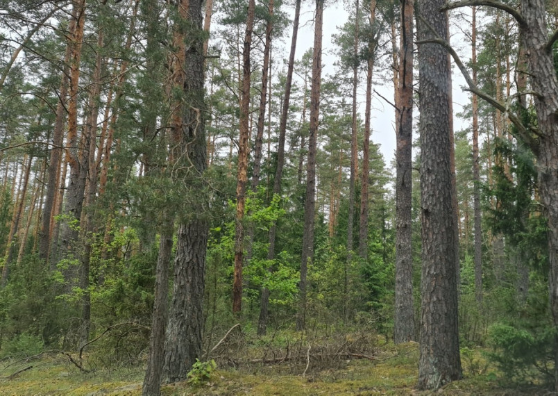 Parduodamas  sklypas Liepiškių k., Vilniaus r. sav., 1335 a ploto 4