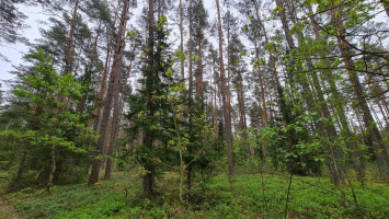 Parduodamas  sklypas Liepiškių k., Vilniaus r. sav., 1335 a ploto 5