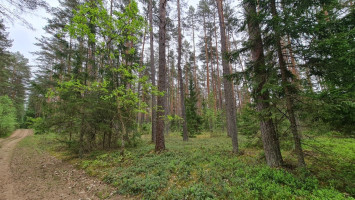 Parduodamas  sklypas Liepiškių k., Vilniaus r. sav., 1335 a ploto 6