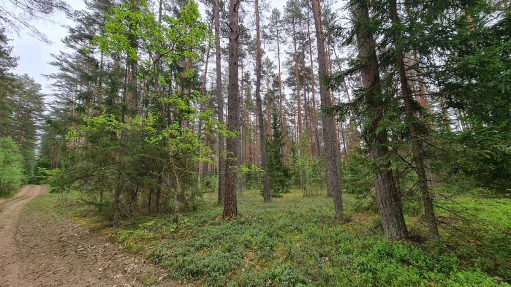 Parduodamas sklypas Liepiškių k., Vilniaus r. sav., 1335 a ploto 6