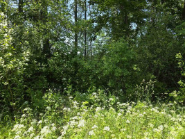 Parduodamas sklypas Ažvinčių k., Ignalinos r. sav., 184 a ploto 4